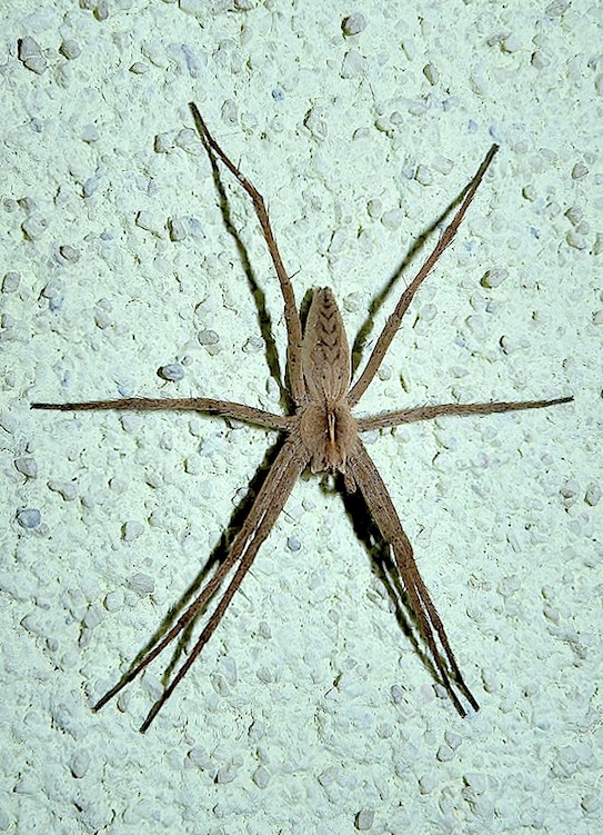 Pisaura sp.